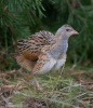 Corn Crake