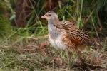 Corn Crake