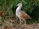 Corn Crake