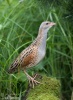 Corn Crake