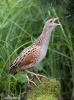 Corn Crake