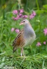 Corn Crake