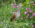 Corn Crake