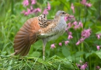 Corn Crake