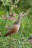 Corn Crake