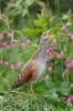 Corn Crake