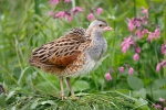 Corn Crake