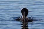 Corvo-marinho-de-faces-brancas