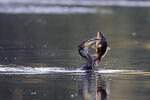 Corvo-marinho-de-faces-brancas