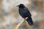 Corvus corax