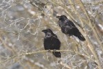 Corvus corax