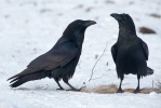 Corvus corax