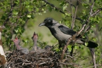 Corvus corone cornix