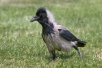 Corvus corone cornix