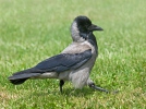 Corvus corone cornix