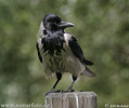 Corvus corone cornix