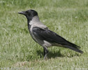 Corvus corone cornix