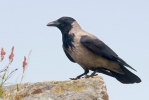 Corvus corone cornix