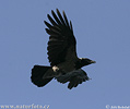 Corvus corone cornix