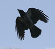 Corvus corone cornix