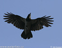 Corvus corone cornix