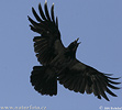 Corvus corone cornix