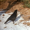 Corvus frugilegus