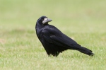 Corvus frugilegus