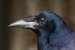 Corvus frugilegus