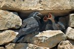 Corvus monedula
