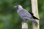 Corvus monedula