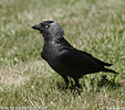 Corvus monedula