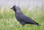 Corvus monedula