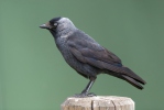 Corvus monedula