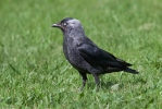 Corvus monedula