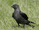 Corvus monedula