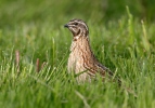 Coturnix coturnix