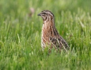 Coturnix coturnix