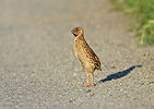 Coturnix coturnix