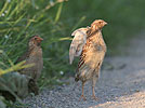 Coturnix coturnix