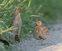 Coturnix coturnix