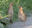 Coturnix coturnix