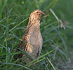 Coturnix coturnix