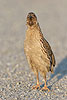 Coturnix coturnix