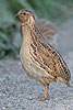 Coturnix coturnix