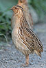 Coturnix coturnix