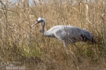 Crane