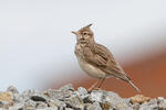 Crested Lark