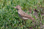 Crested Lark