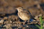 Crested Lark